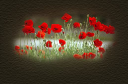 In A Field Of Red Poppies...