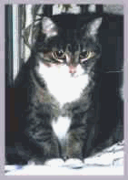 Kitley