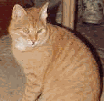 Gingee (what an imaginative name for a ginger cat!!)