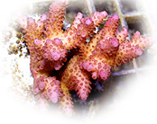 Coral