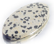Jasper - Dalmation